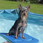 Sternchen beim Surfen